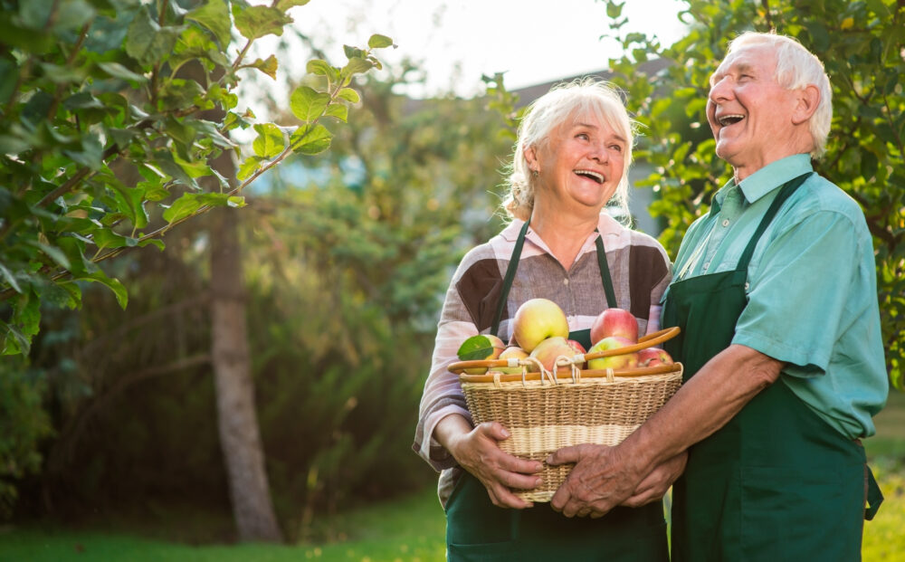 Elderly,Couple,And,Apple,Basket.,Woman,And,Man,Laughing,Outdoor.
